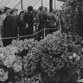 Chelsea flower show Image preview